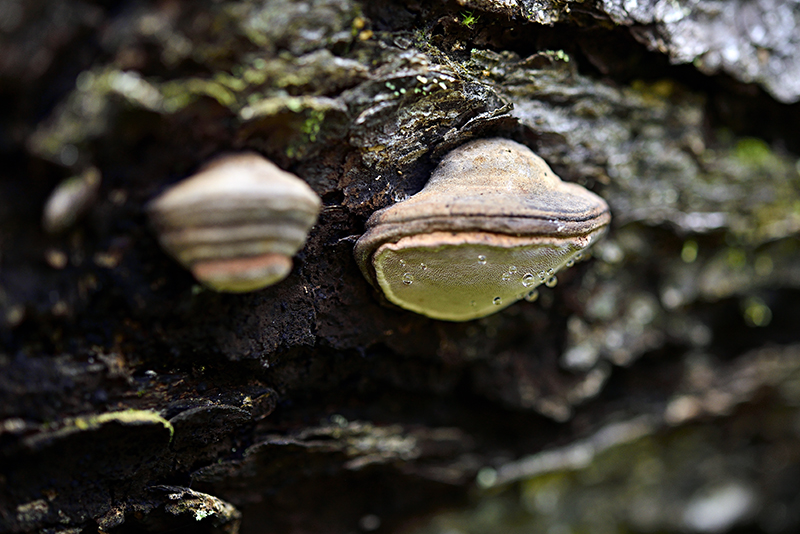 Wood mushrooms