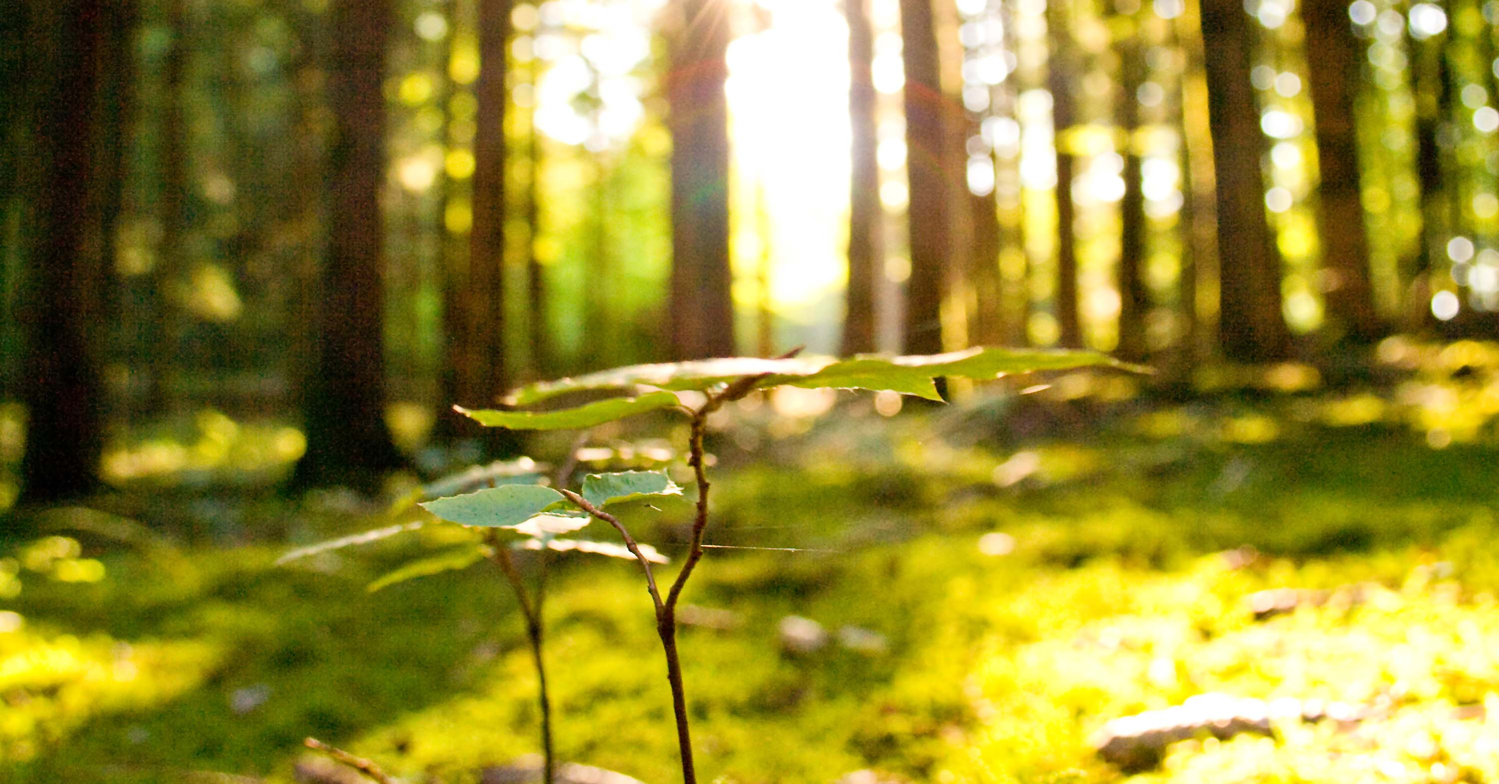 Lignoflot_Mostphotos820748-beautiful-scenery-and-sunbeams-in-the-forest.jpg